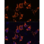 Immunofluorescence - Anti-NDRG4 Antibody (A92134) - Antibodies.com
