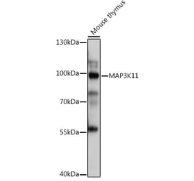 Western Blot - Anti-MLK3 Antibody (A92135) - Antibodies.com