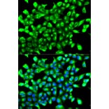 Immunofluorescence - Anti-PHD2/prolyl hydroxylase Antibody (A92138) - Antibodies.com