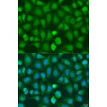 Immunofluorescence - Anti-CHD1 Antibody (A15038) - Antibodies.com