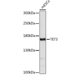 Western Blot - Anti-TET3 Antibody (A92152) - Antibodies.com