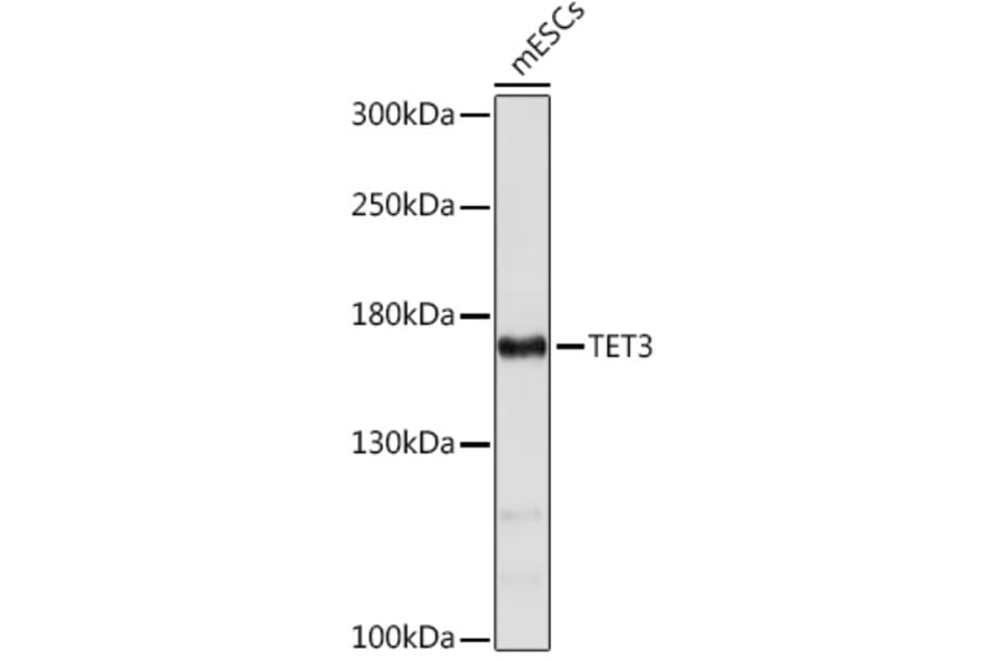 Western Blot - Anti-TET3 Antibody (A92152) - Antibodies.com