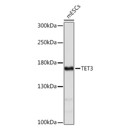 Western Blot - Anti-TET3 Antibody (A92152) - Antibodies.com