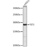 Western Blot - Anti-TET3 Antibody (A92152) - Antibodies.com