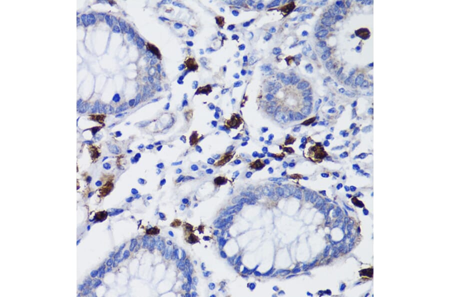 Immunohistochemistry - Anti-TET3 Antibody (A92154) - Antibodies.com