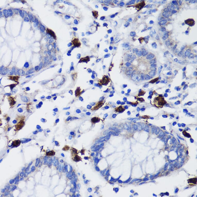 Immunohistochemistry - Anti-TET3 Antibody (A92154) - Antibodies.com