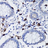 Immunohistochemistry - Anti-TET3 Antibody (A92154) - Antibodies.com