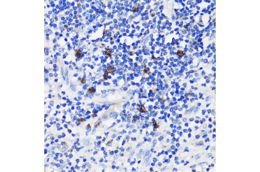 Immunohistochemistry - Anti-TET3 Antibody (A92154) - Antibodies.com