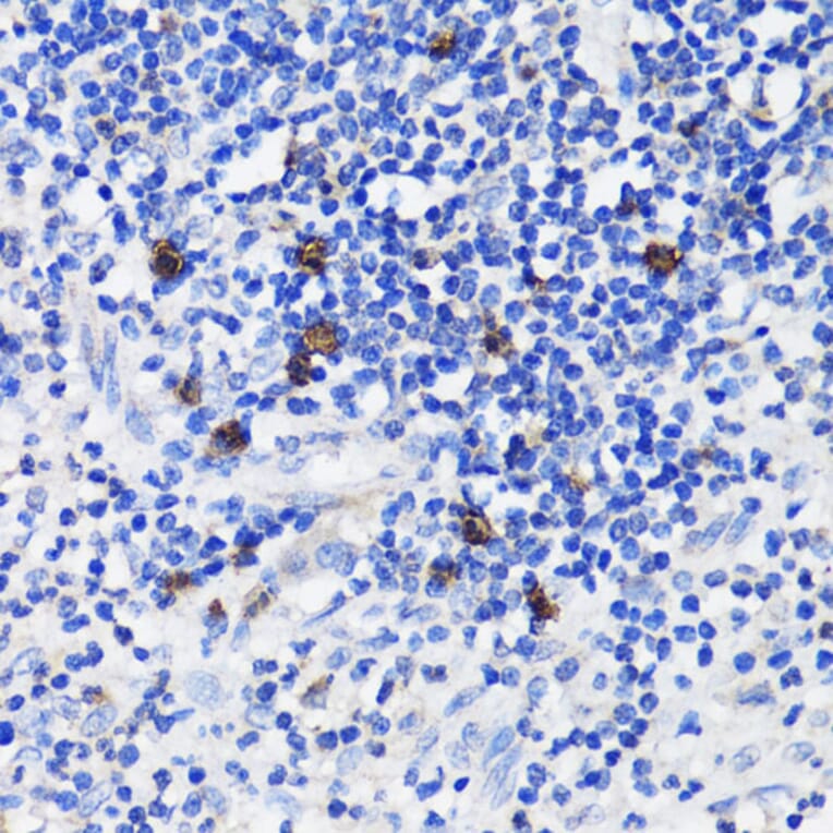 Immunohistochemistry - Anti-TET3 Antibody (A92154) - Antibodies.com
