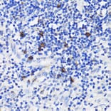 Immunohistochemistry - Anti-TET3 Antibody (A92154) - Antibodies.com