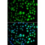 Immunofluorescence - Anti-TET3 Antibody (A92154) - Antibodies.com
