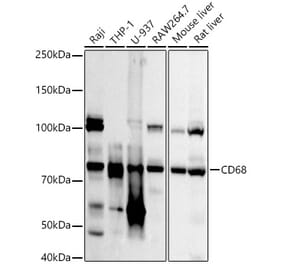 Western Blot - Anti-CD68 Antibody (A92158) - Antibodies.com
