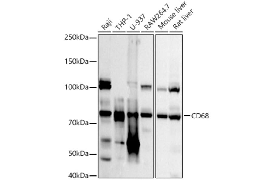 Western Blot - Anti-CD68 Antibody (A92158) - Antibodies.com