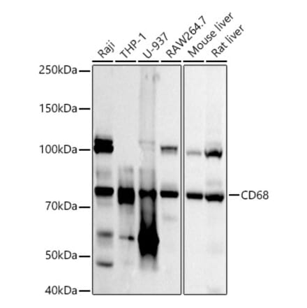 Western Blot - Anti-CD68 Antibody (A92158) - Antibodies.com
