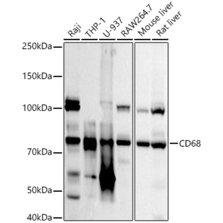 Western Blot - Anti-CD68 Antibody (A92158) - Antibodies.com