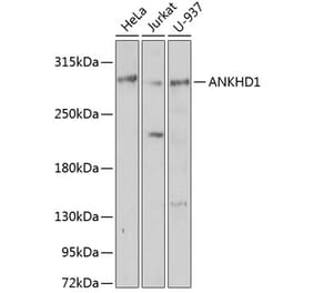 Western Blot - Anti-ANKHD1 Antibody (A92159) - Antibodies.com