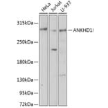 Western Blot - Anti-ANKHD1 Antibody (A92159) - Antibodies.com