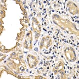 Immunohistochemistry - Anti-ARRB2 Antibody (A13278) - Antibodies.com