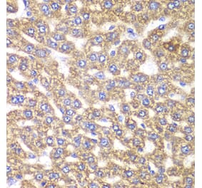 Immunohistochemistry - Anti-UGDH Antibody (A92164) - Antibodies.com