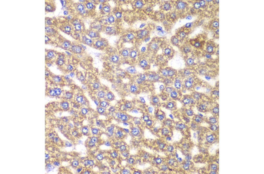 Immunohistochemistry - Anti-UGDH Antibody (A92164) - Antibodies.com