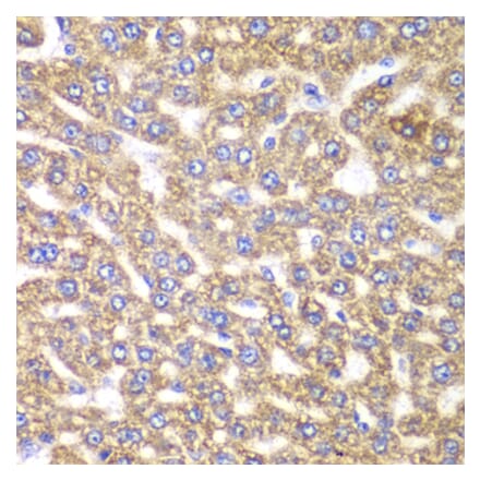 Immunohistochemistry - Anti-UGDH Antibody (A92164) - Antibodies.com