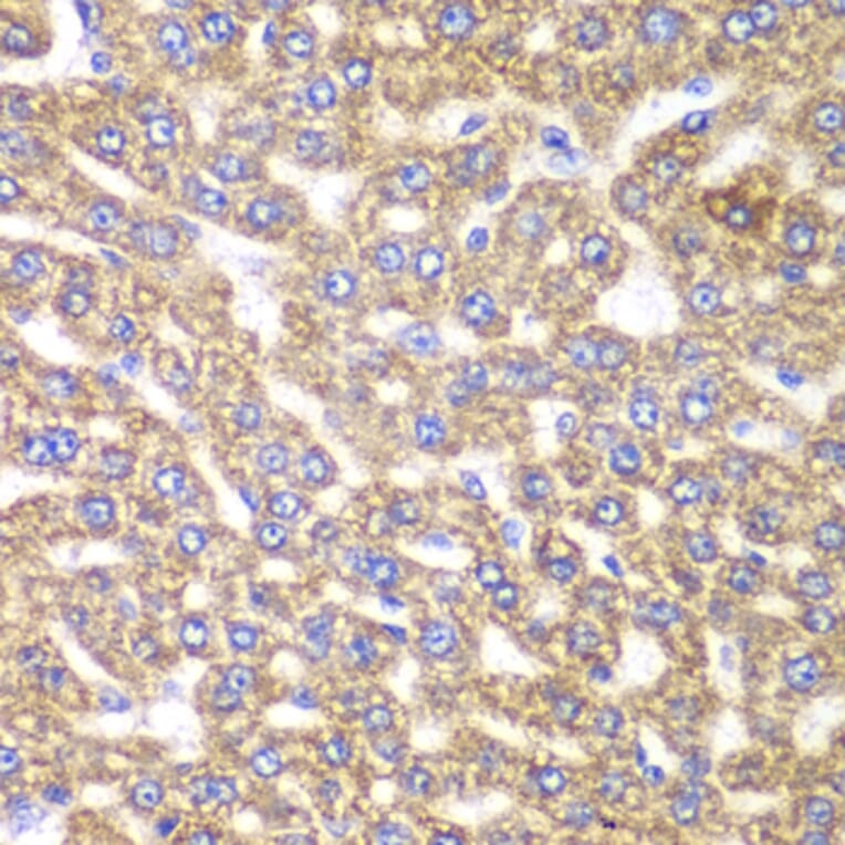Immunohistochemistry - Anti-UGDH Antibody (A92164) - Antibodies.com