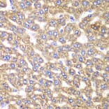 Immunohistochemistry - Anti-UGDH Antibody (A92164) - Antibodies.com