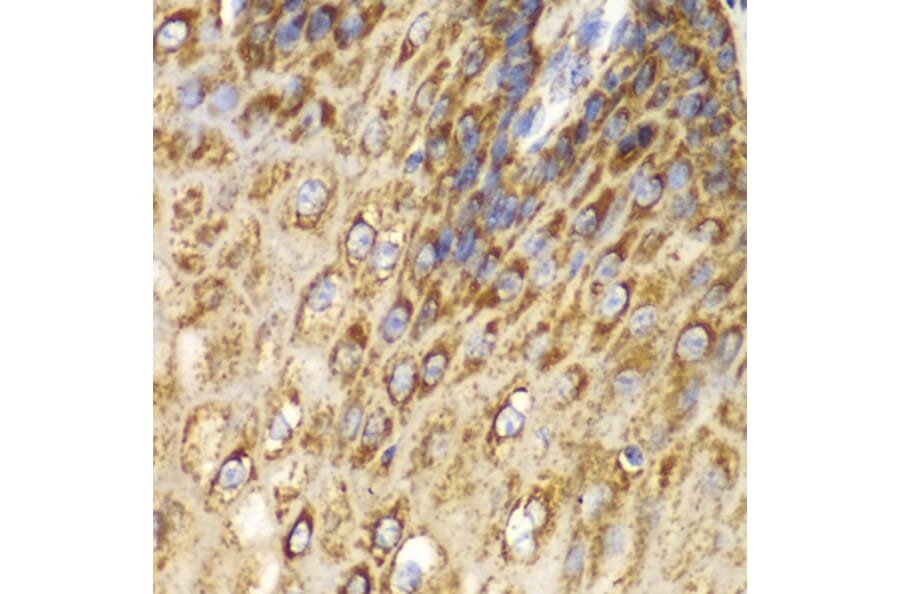 Immunohistochemistry - Anti-UGDH Antibody (A92164) - Antibodies.com
