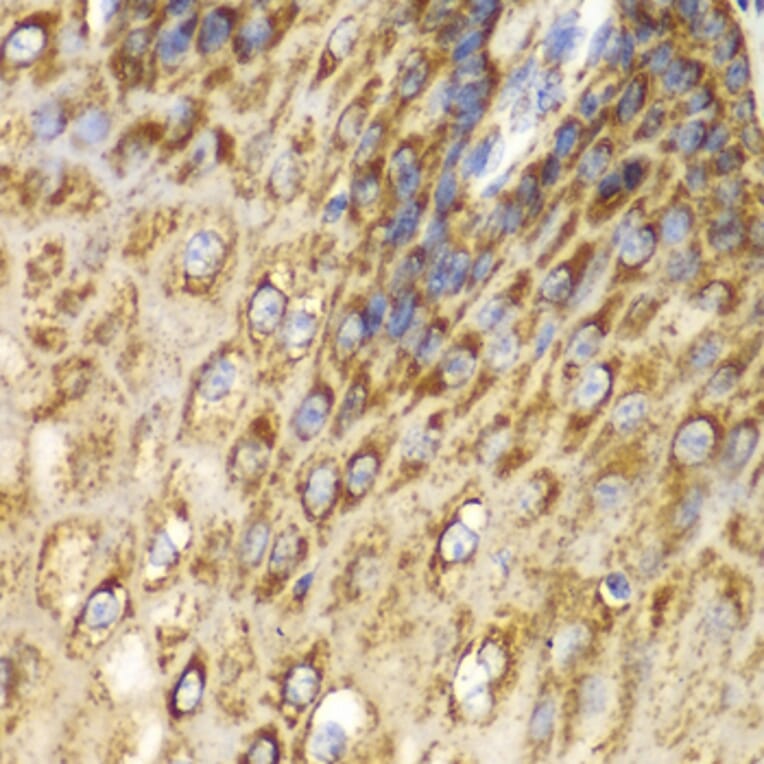 Immunohistochemistry - Anti-UGDH Antibody (A92164) - Antibodies.com