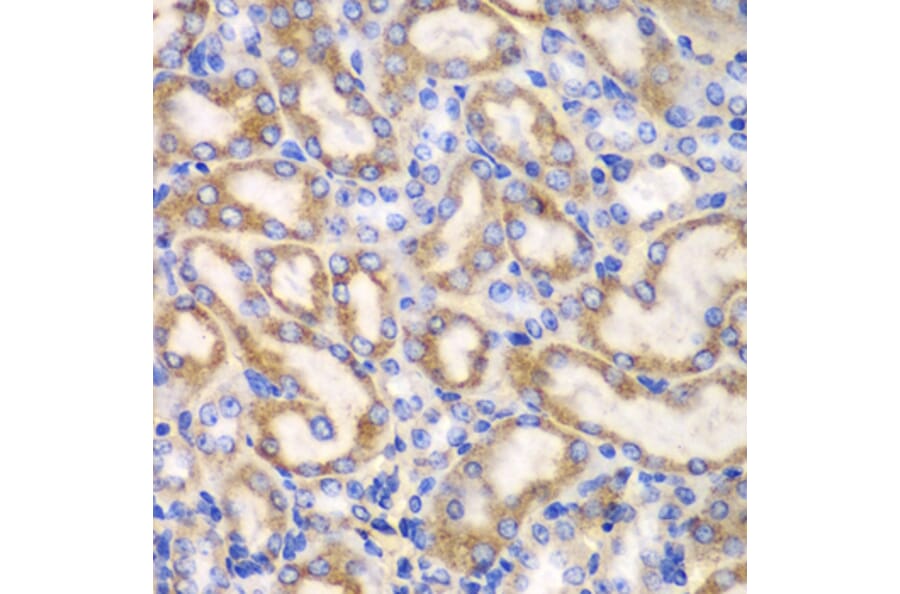 Immunohistochemistry - Anti-UGDH Antibody (A92164) - Antibodies.com