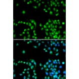 Immunofluorescence - Anti-POLR2L Antibody (A6839) - Antibodies.com