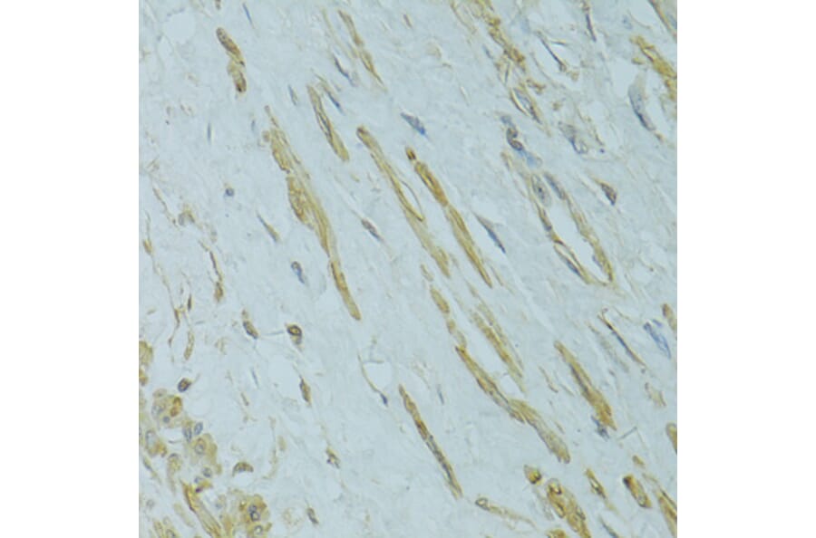 Immunohistochemistry - Anti-IFT57 Antibody (A14652) - Antibodies.com
