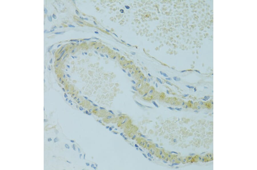 Immunohistochemistry - Anti-IFT57 Antibody (A14652) - Antibodies.com