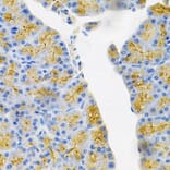 Immunohistochemistry - Anti-EDN3 Antibody (A13974) - Antibodies.com