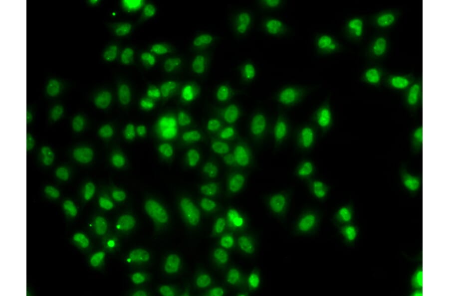 Immunofluorescence - Anti-FOXN2 Antibody (A92171) - Antibodies.com