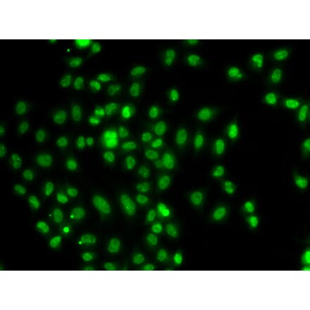 Immunofluorescence - Anti-FOXN2 Antibody (A92171) - Antibodies.com