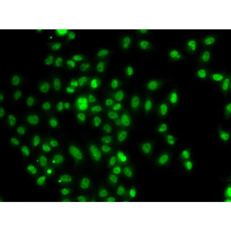 Immunofluorescence - Anti-FOXN2 Antibody (A92171) - Antibodies.com