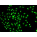Immunofluorescence - Anti-FOXN2 Antibody (A92171) - Antibodies.com