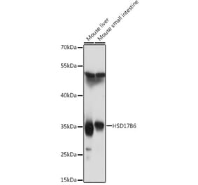 Western Blot - Anti-HSD17B6 Antibody (A92175) - Antibodies.com