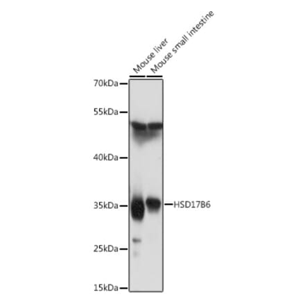 Western Blot - Anti-HSD17B6 Antibody (A92175) - Antibodies.com