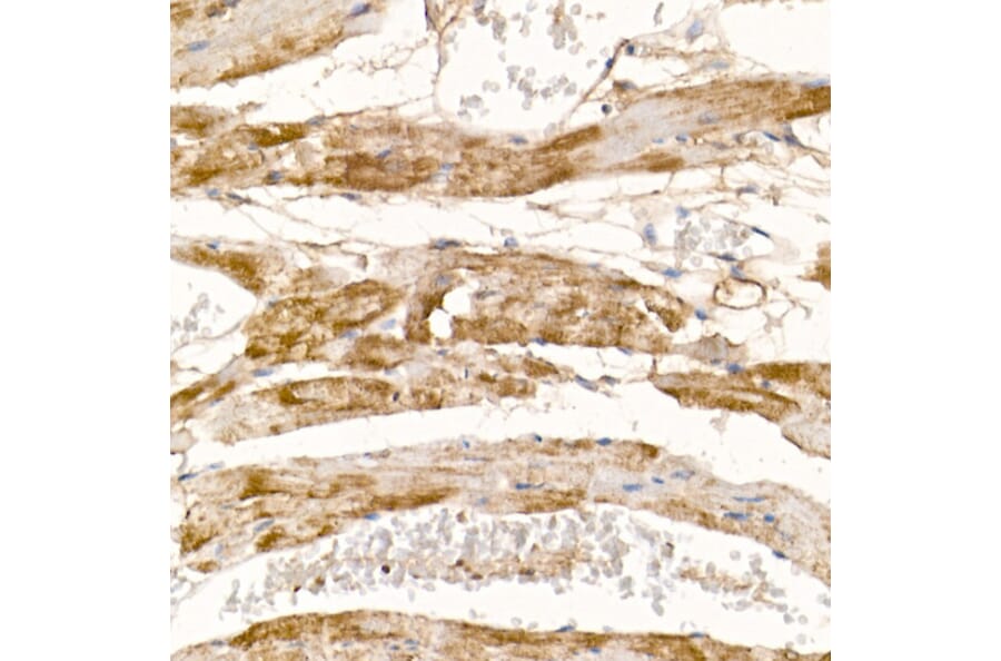 Immunohistochemistry - Anti-Complex IV Antibody (A92177) - Antibodies.com