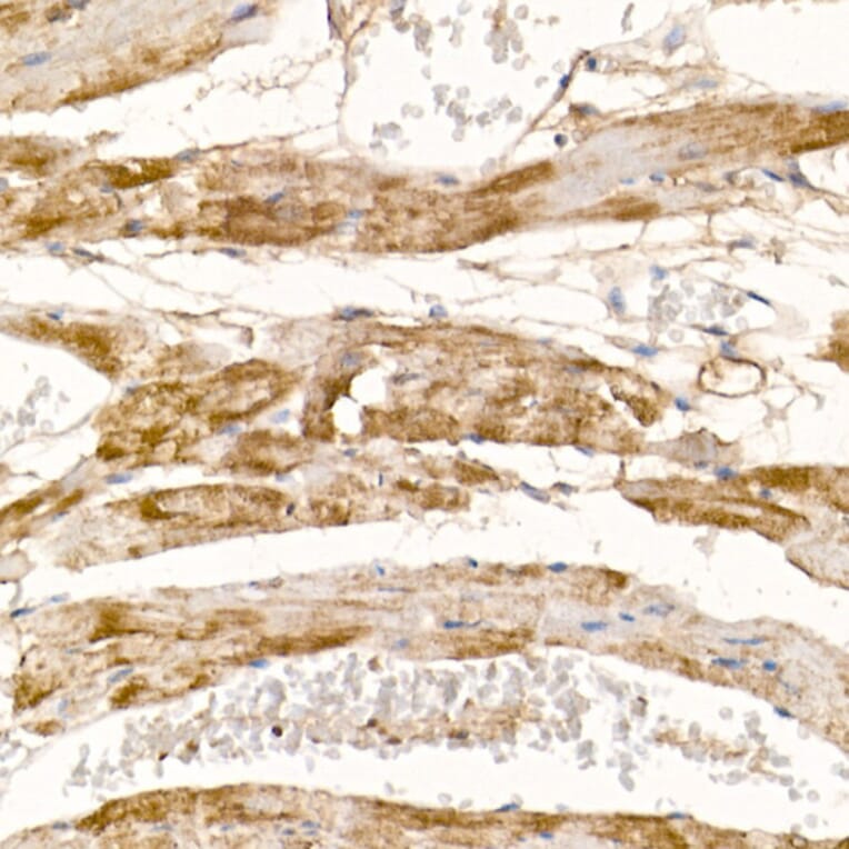 Immunohistochemistry - Anti-Complex IV Antibody (A92177) - Antibodies.com