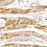 Immunohistochemistry - Anti-Complex IV Antibody (A92177) - Antibodies.com