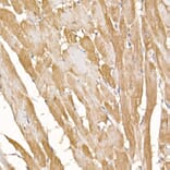 Immunohistochemistry - Anti-Complex IV Antibody (A92177) - Antibodies.com