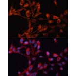 Immunofluorescence - Anti-SLC25A19 Antibody (A92178) - Antibodies.com