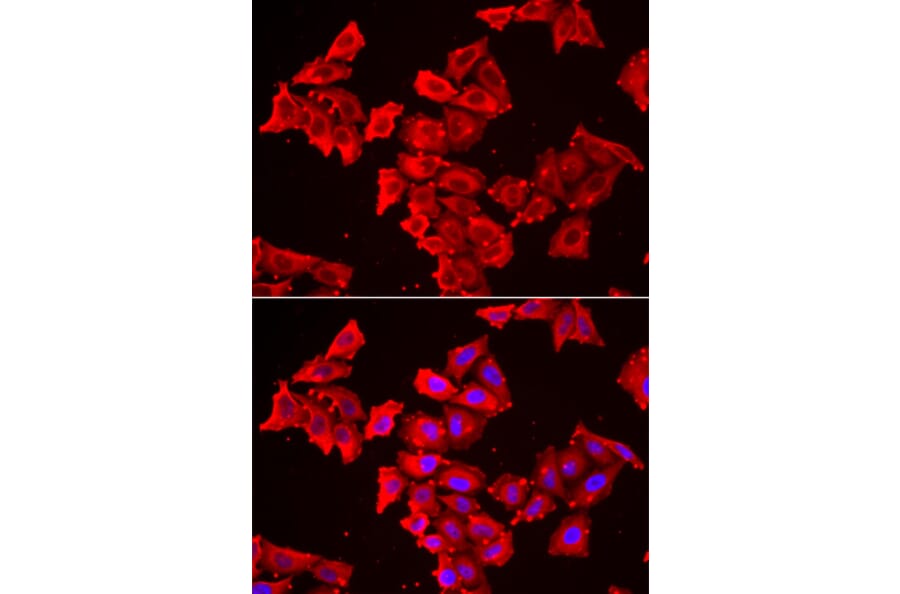 Immunofluorescence - Anti-SMPX Antibody (A13408) - Antibodies.com
