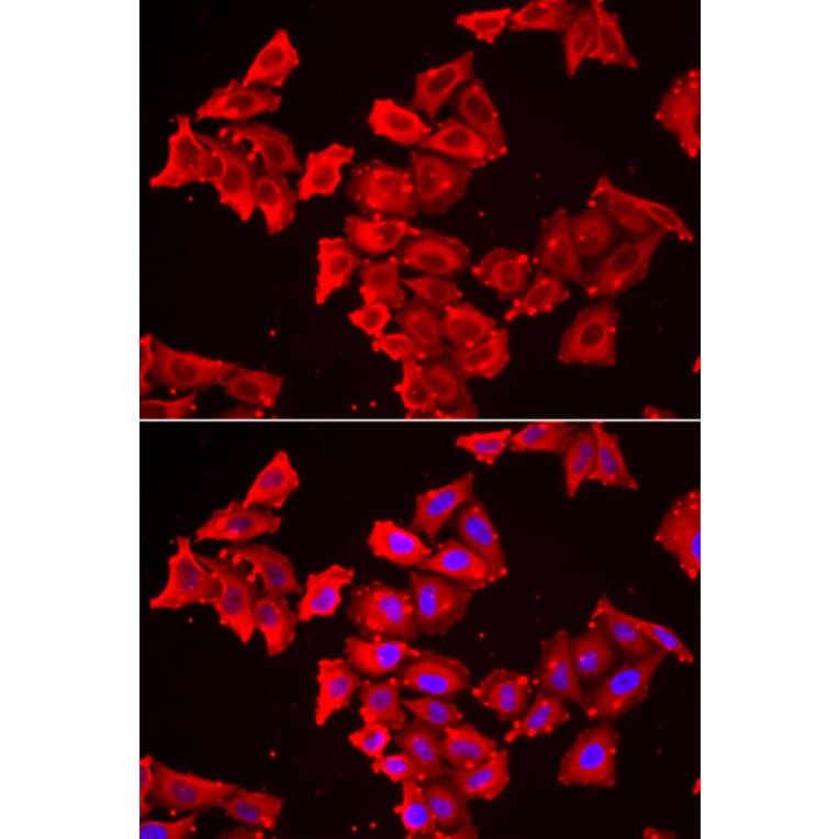 Immunofluorescence - Anti-SMPX Antibody (A13408) - Antibodies.com
