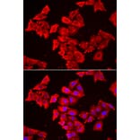 Immunofluorescence - Anti-SMPX Antibody (A13408) - Antibodies.com