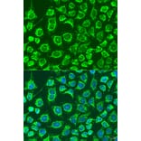 Immunofluorescence - Anti-GPB Antibody (A92190) - Antibodies.com
