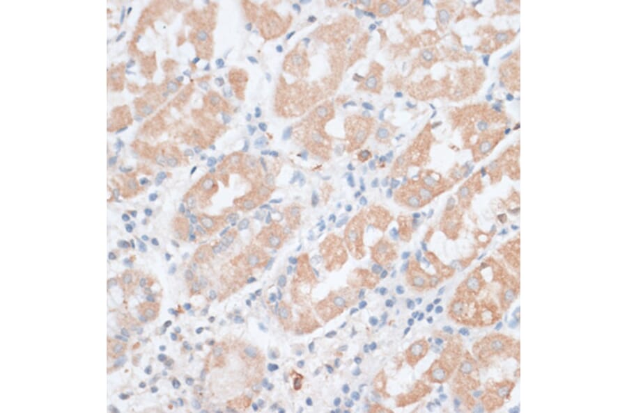 Immunohistochemistry - Anti-PAEP Antibody (A14757) - Antibodies.com